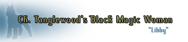 Ch. Tanglewood's Black Magic Woman