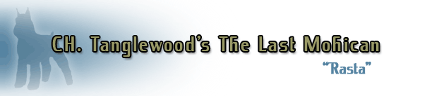 CH. Tanglewood's The Last Mohican