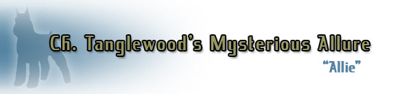Ch. Tanglewood's Mysterious Allure