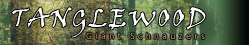 Tanglewood Giant Schnauzers
