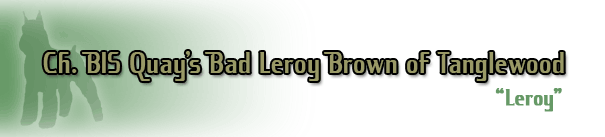 Ch. BIS Quay's Bad Leroy Brownn of Tanglewood