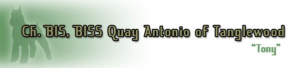 Ch. BIS, BISS Quay Antonio of Tanglewood