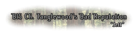 BIS Ch. Tanglewood's Bad Reputation