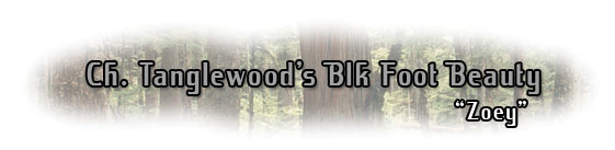 Ch. Tanglewood's Blk Foot Beauty