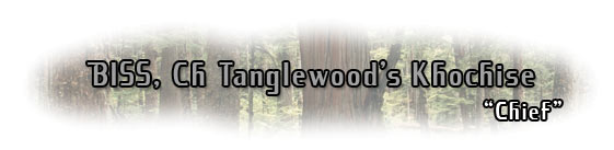 Ch. Tanglewood's Khochise