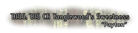 BIS, BISS CH. Tanglewood's Sweetness